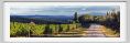 tenuta_di_arceno946