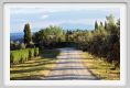 tenuta_di_arceno947