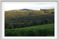 tenuta_di_arceno953