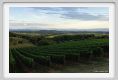 tenuta_di_arceno963