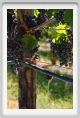 tenuta_di_arceno779