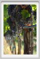 tenuta_di_arceno784