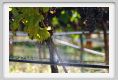 tenuta_di_arceno785