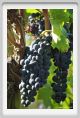 tenuta_di_arceno764