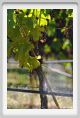 tenuta_di_arceno786