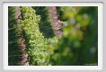 tenuta_di_arceno790