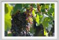 tenuta_di_arceno791