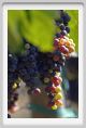 tenuta_di_arceno793