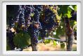 tenuta_di_arceno794