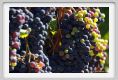 tenuta_di_arceno795