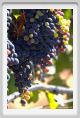 tenuta_di_arceno796