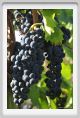 tenuta_di_arceno765