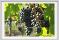 tenuta_di_arceno766