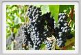 tenuta_di_arceno767