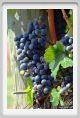 tenuta_di_arceno849