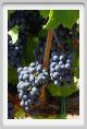tenuta_di_arceno850