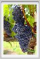 tenuta_di_arceno851