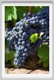 tenuta_di_arceno853
