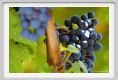 tenuta_di_arceno855