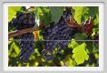 tenuta_di_arceno768