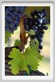 tenuta_di_arceno856