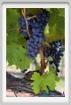 tenuta_di_arceno857