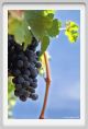 tenuta_di_arceno859