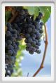 tenuta_di_arceno860