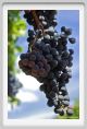 tenuta_di_arceno863