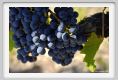 tenuta_di_arceno868