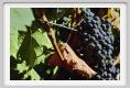 tenuta_di_arceno769