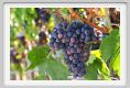 tenuta_di_arceno871