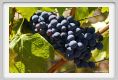 tenuta_di_arceno873
