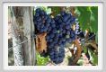 tenuta_di_arceno874