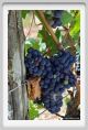 tenuta_di_arceno875