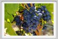 tenuta_di_arceno876
