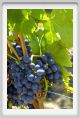 tenuta_di_arceno877