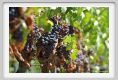 tenuta_di_arceno879