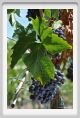 tenuta_di_arceno882