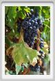 tenuta_di_arceno883