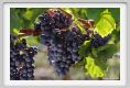 tenuta_di_arceno770