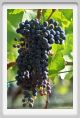 tenuta_di_arceno886