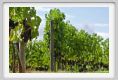 tenuta_di_arceno887