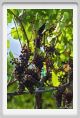 tenuta_di_arceno889