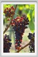 tenuta_di_arceno891