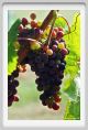 tenuta_di_arceno893