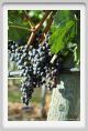 tenuta_di_arceno894