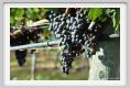 tenuta_di_arceno895