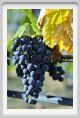 tenuta_di_arceno896