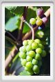 tenuta_di_arceno897